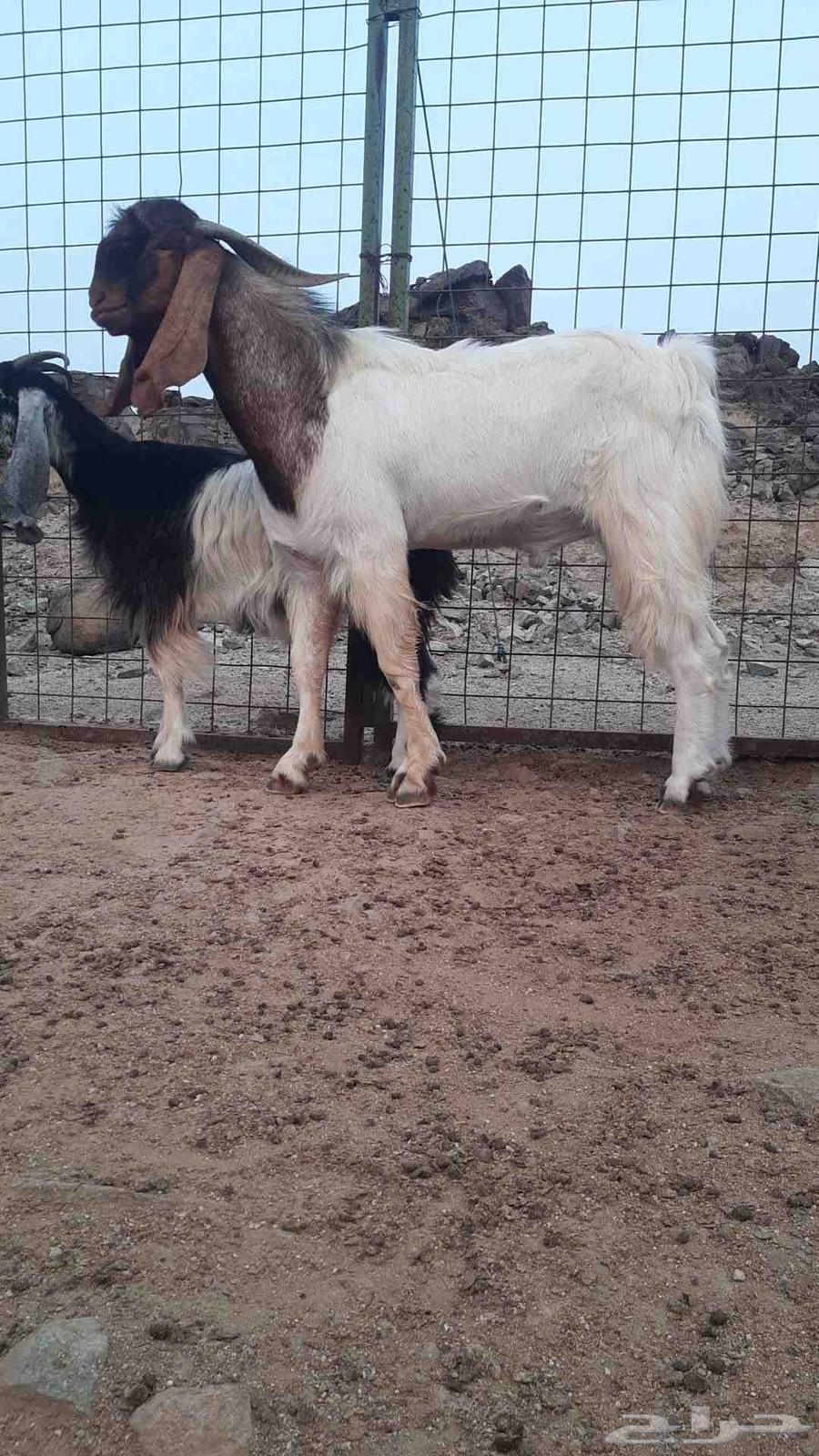 للبيع تيس مصري فحل64391729082114110