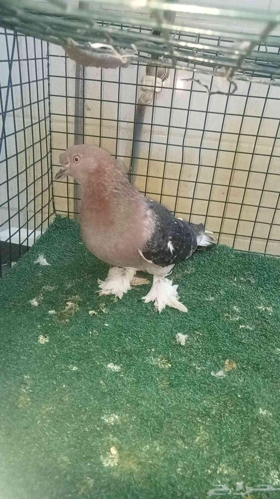 للبيع انثى اورفلية وانثى صينية شاينز64384409831938114