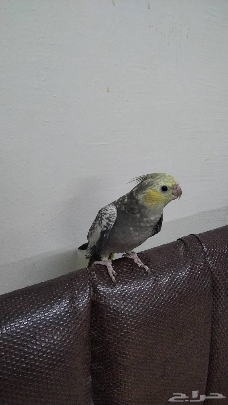 فرخ كروان باستل فيس64385480855043111