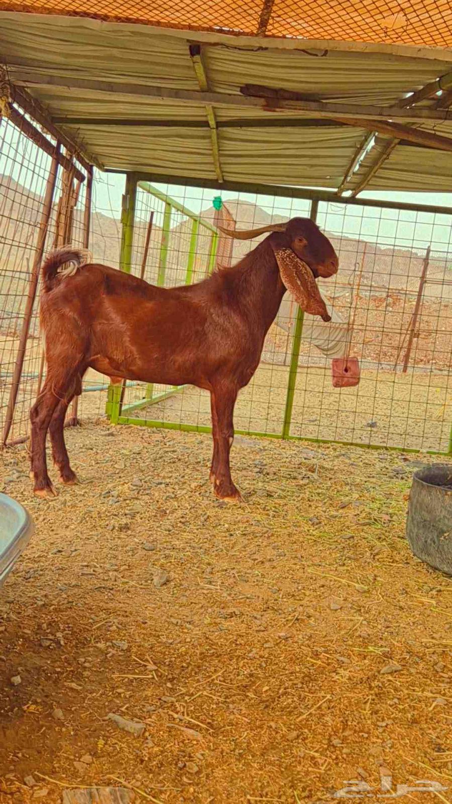 Adham Stud Ram .. Two-Year-Old64387871458818110