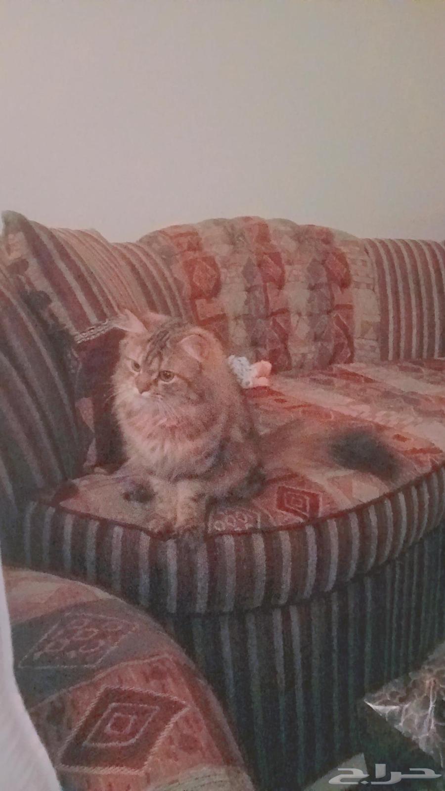 قطه للبيع من نوع شيرازي سكوتش فولد عمرها سنتين64390040666498111