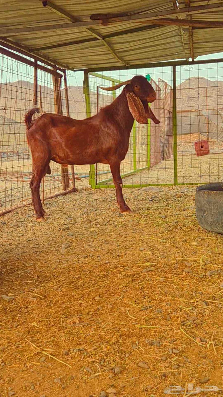 Adham Stud Ram .. Two-Year-Old64387871458818111