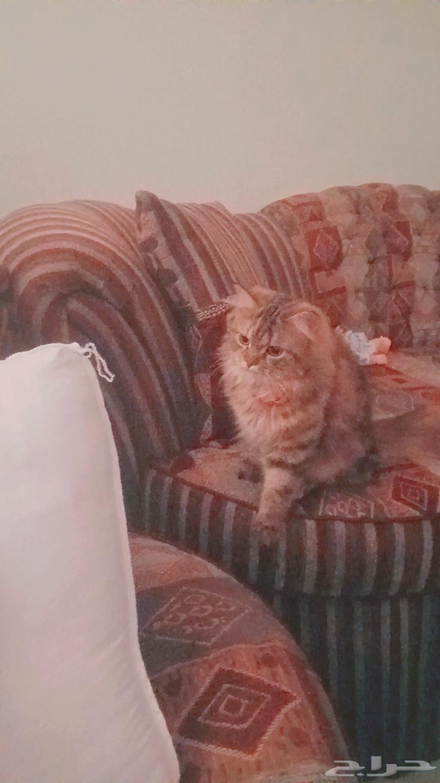 قطه للبيع من نوع شيرازي سكوتش فولد عمرها سنتين64390040666498110