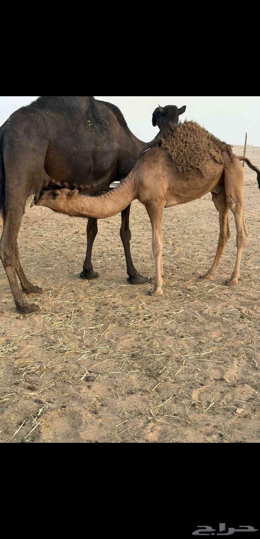 حاشي للبيع64382721321090110