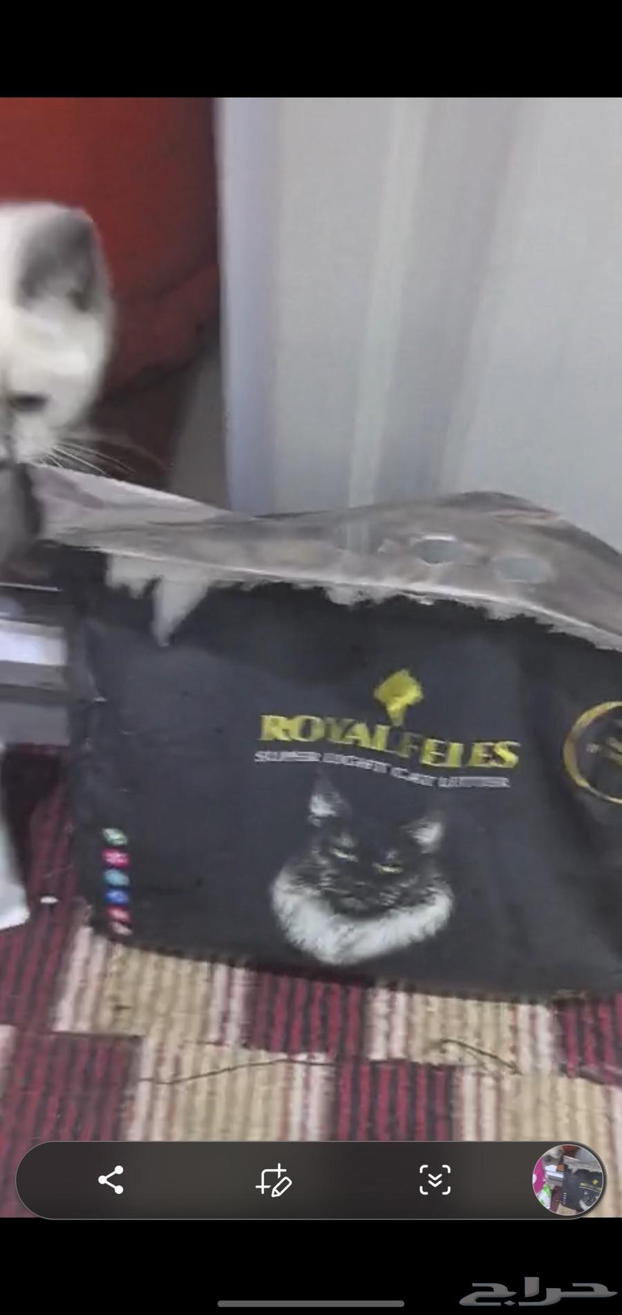 Cat items for sale, highest price64379941888899114