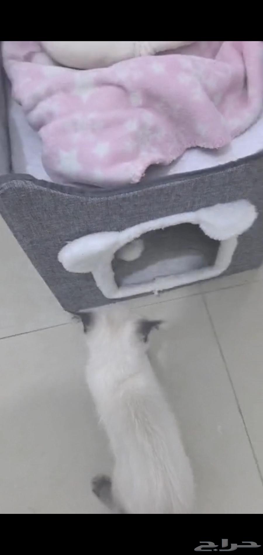 Cat items for sale, highest price64379941888899112