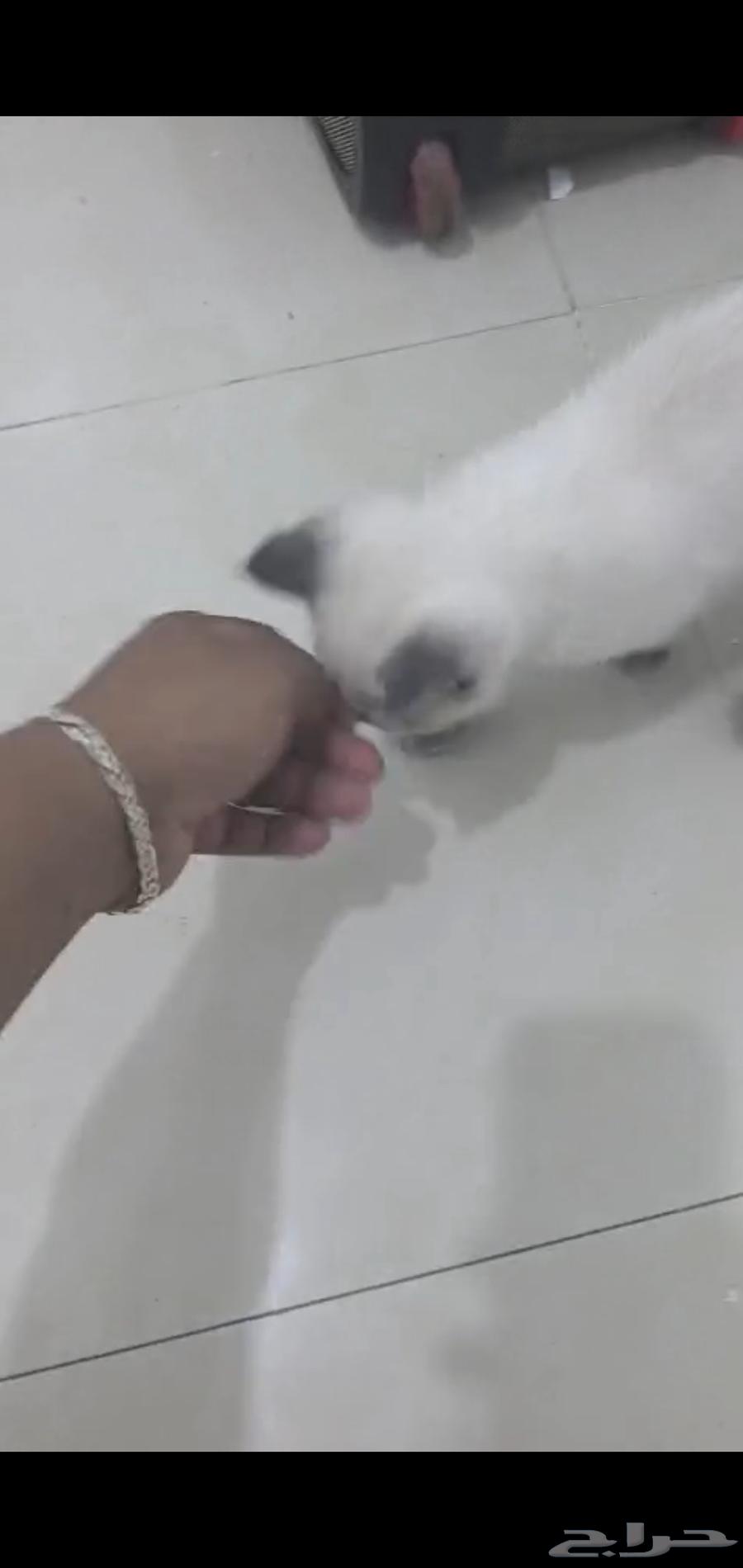 Cat items for sale, highest price64379941888899113