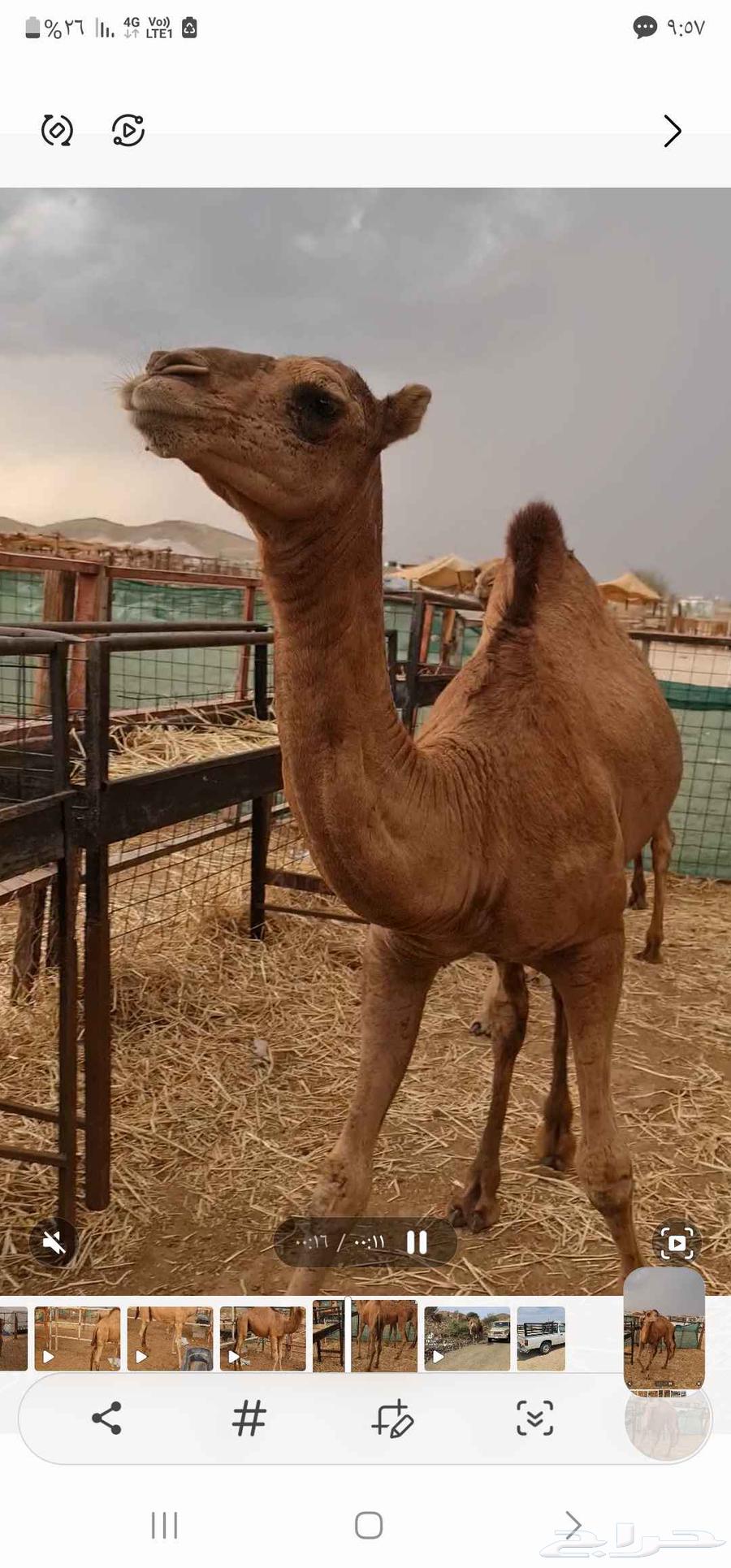 بكرة حمراء للبيع مفرود64391050988161112