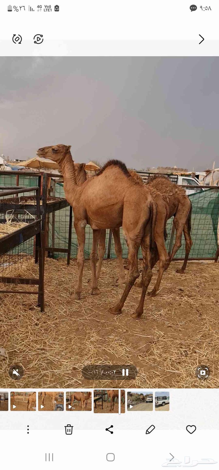 بكرة حمراء للبيع مفرود64391050988161113