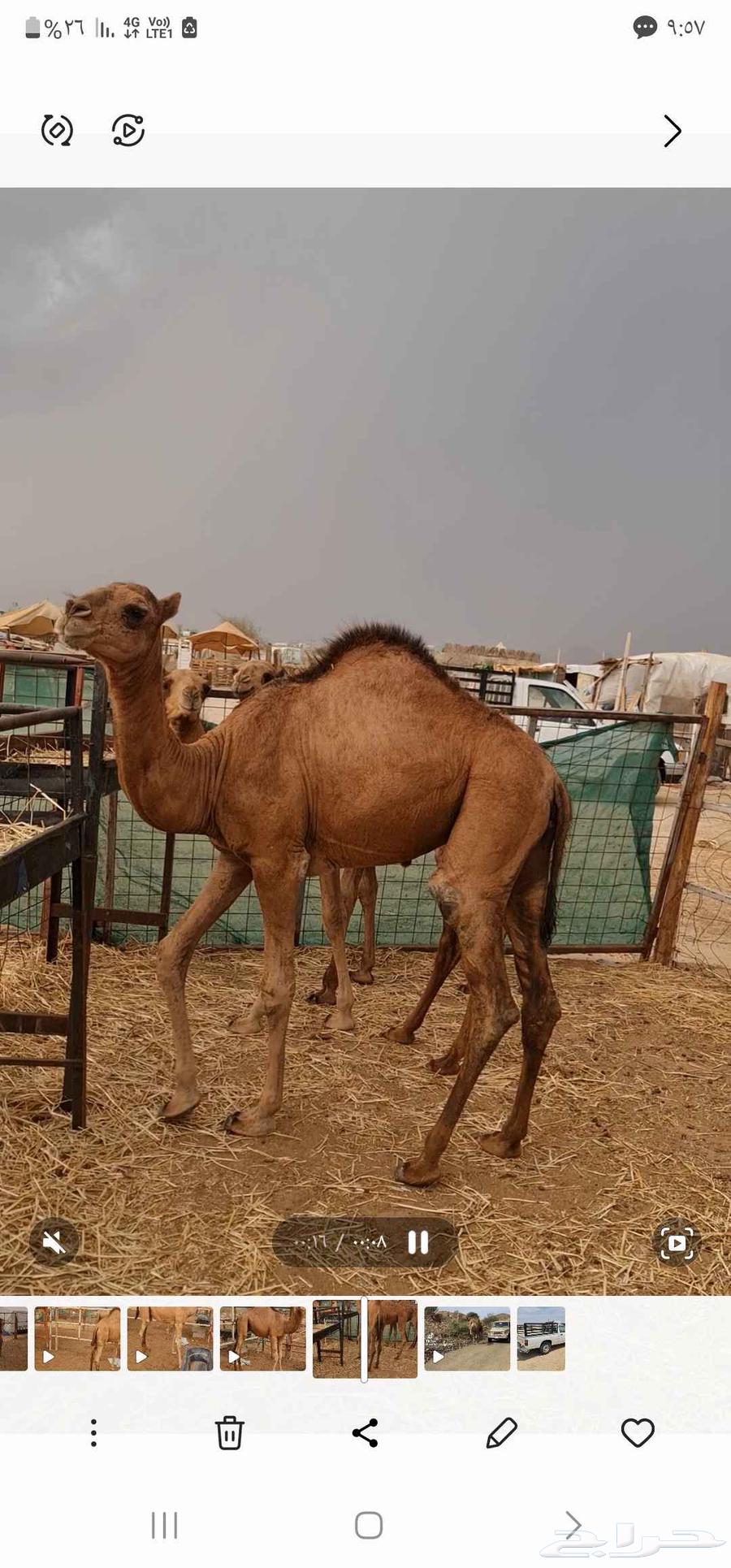 بكرة حمراء للبيع مفرود64391050988161114