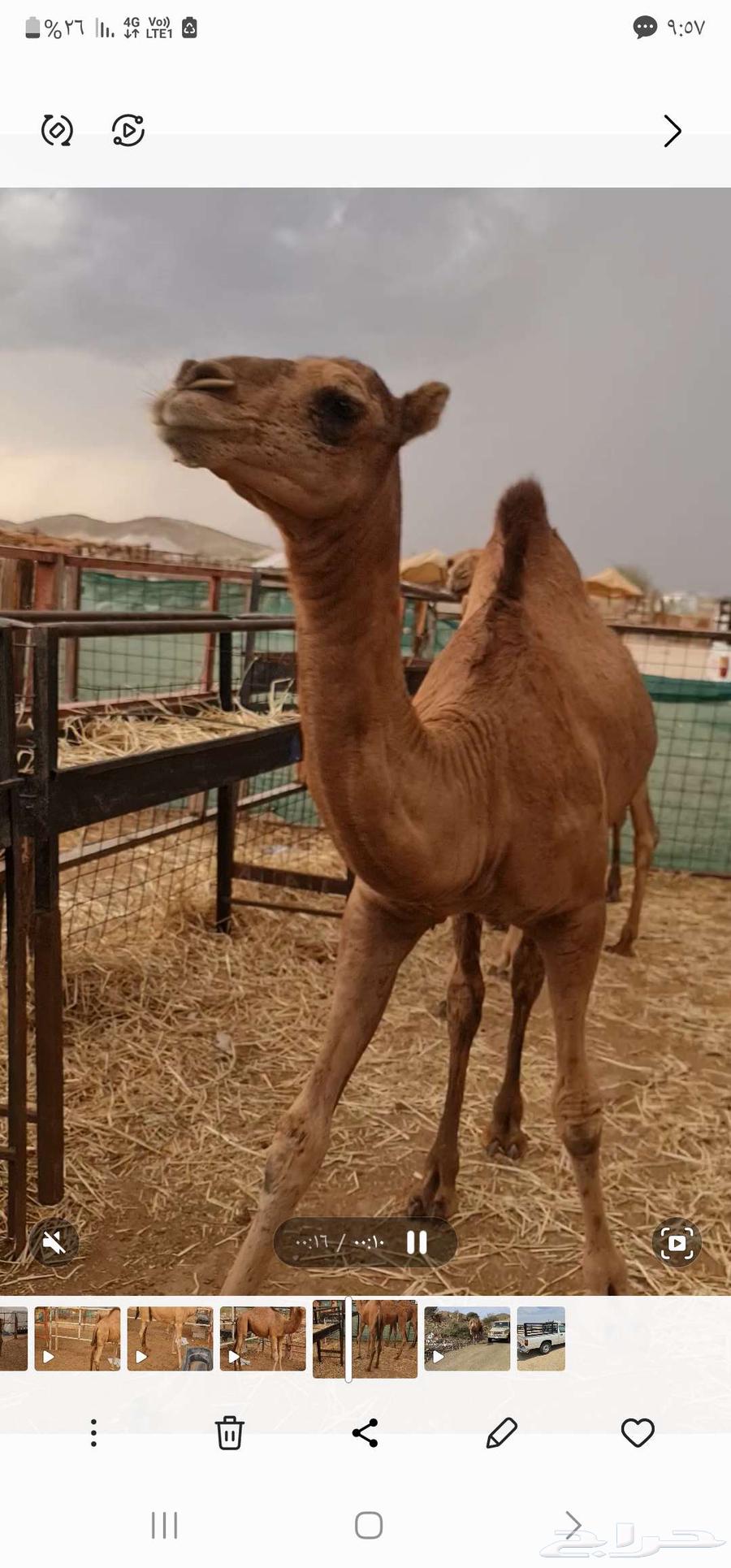 بكرة حمراء للبيع مفرود64391050988161110