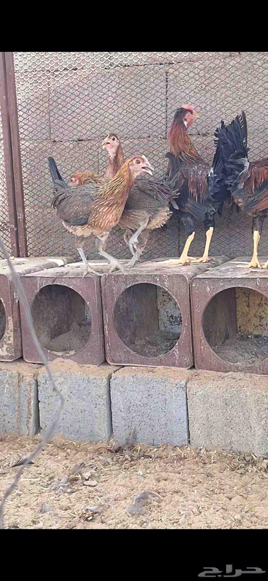 السلام عليكم ورحمة الله وبركاته دجاج عربي أصيل ترثه 4 ديا64383247867395114