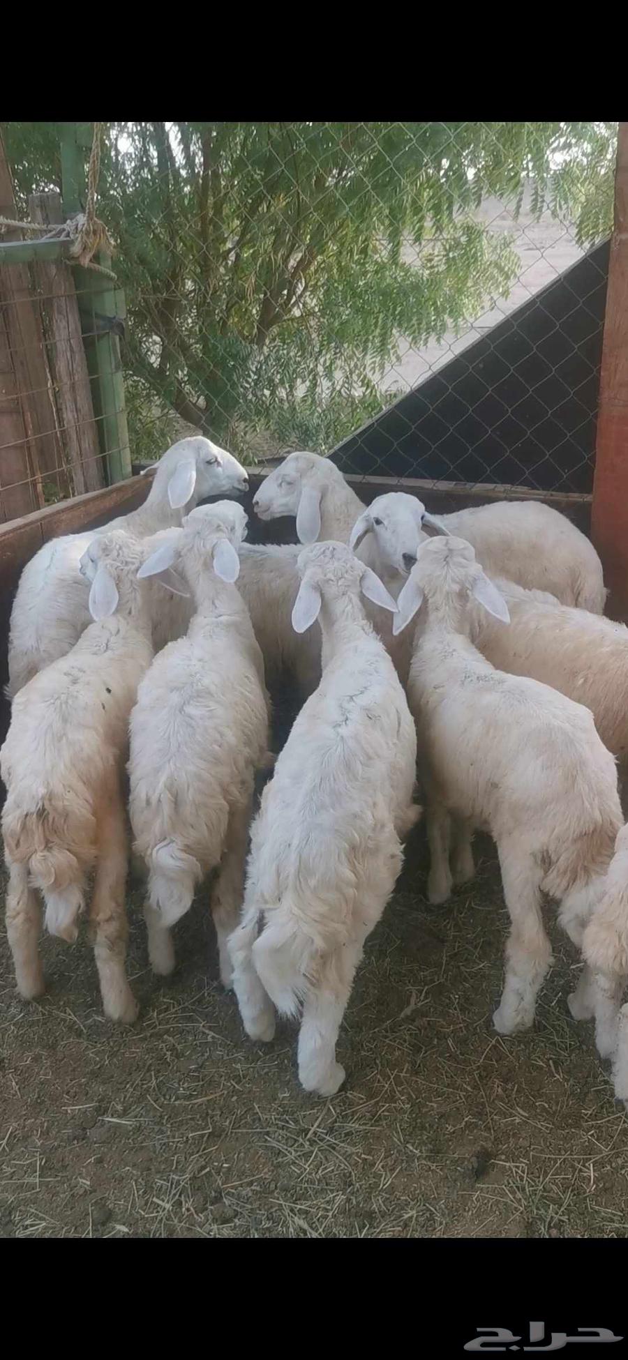 طليان ورخال للبيع64389086672385111