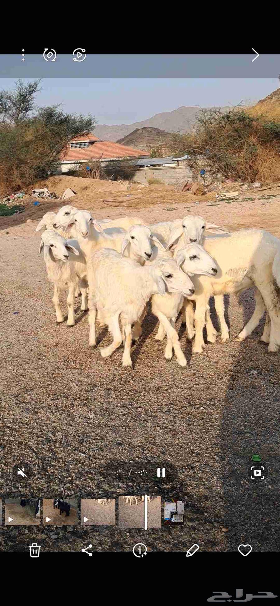 للبيع بهم تربيه نضيف وشحم64381287323139114