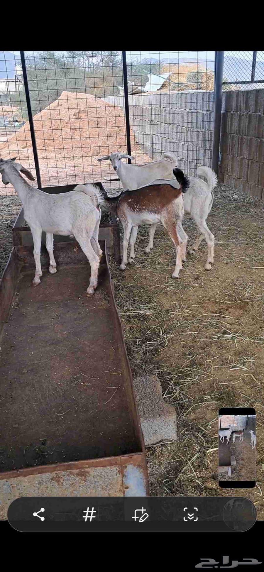 للبيع تيوس نضاف وشحم64385887175299111