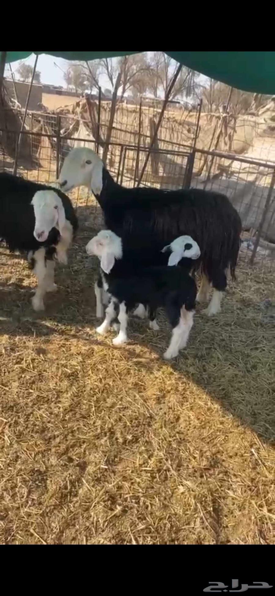 للبيع شياه 2 وعنز ولد معه خروف64388729604099113