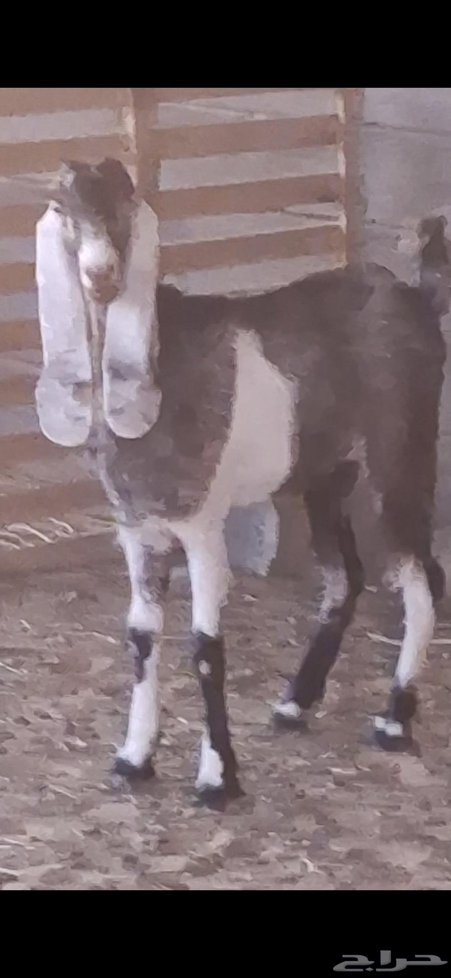 ماعز عدد 2 للبيع المشروكه حليب والثانيه مضرع64390207428097110