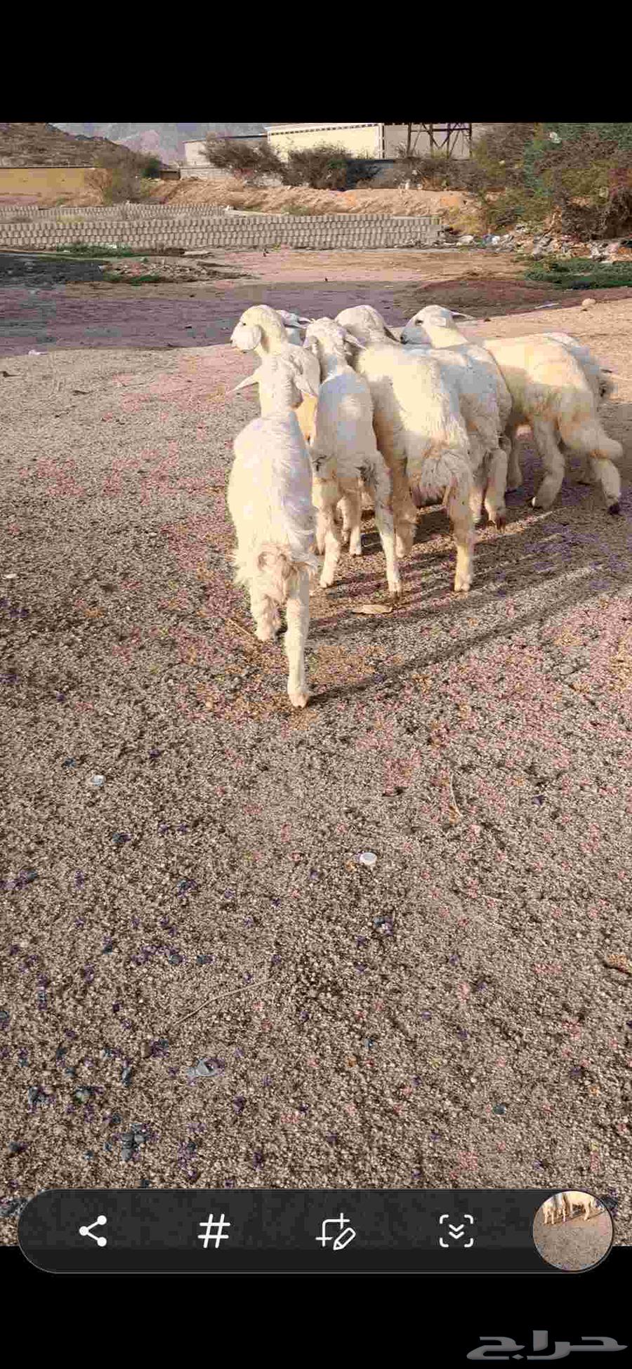 للبيع بهم تربيه نضيف وشحم64381287323139113