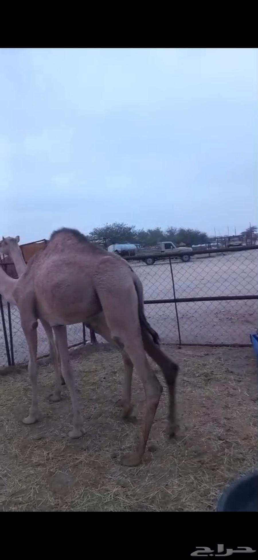 بكرتين لبانيات للبيع64384772647811111