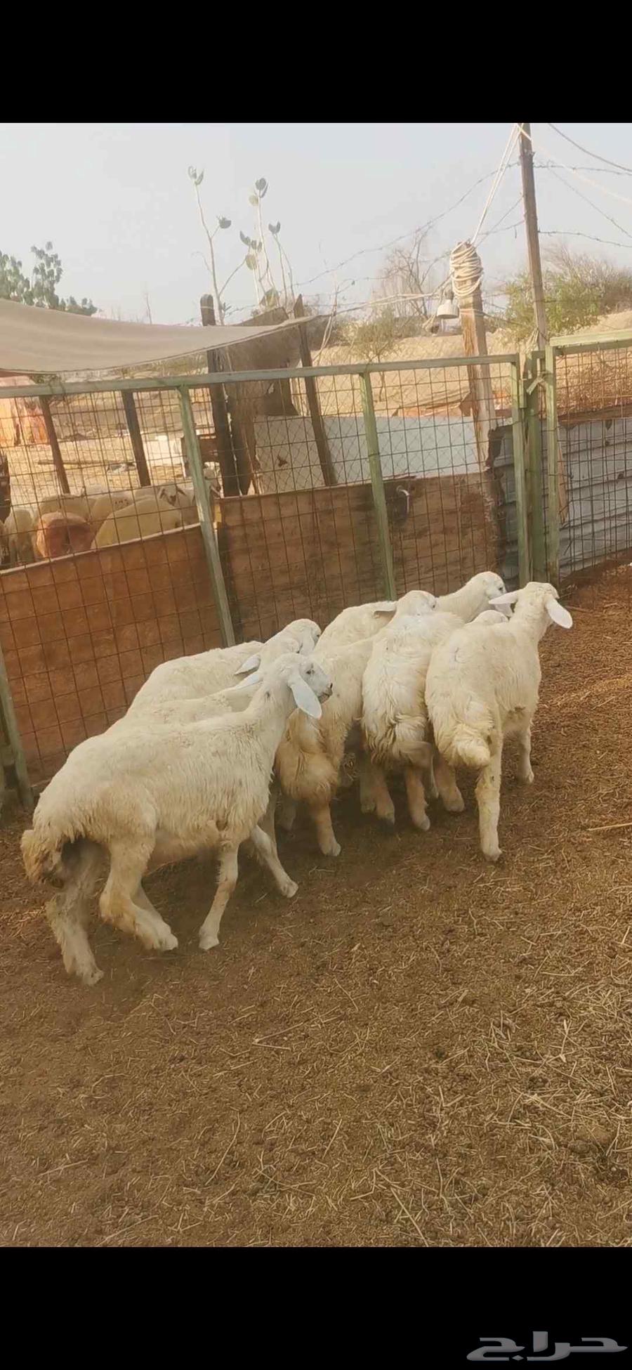 رخال للبيع64380276533635113