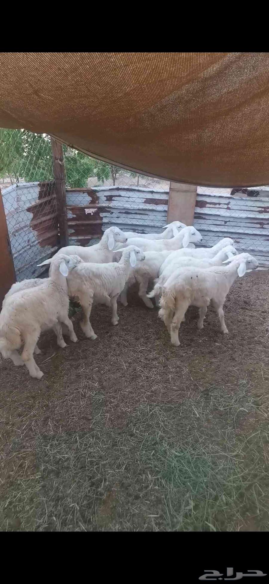 طليان ورخال للبيع64389086672385112