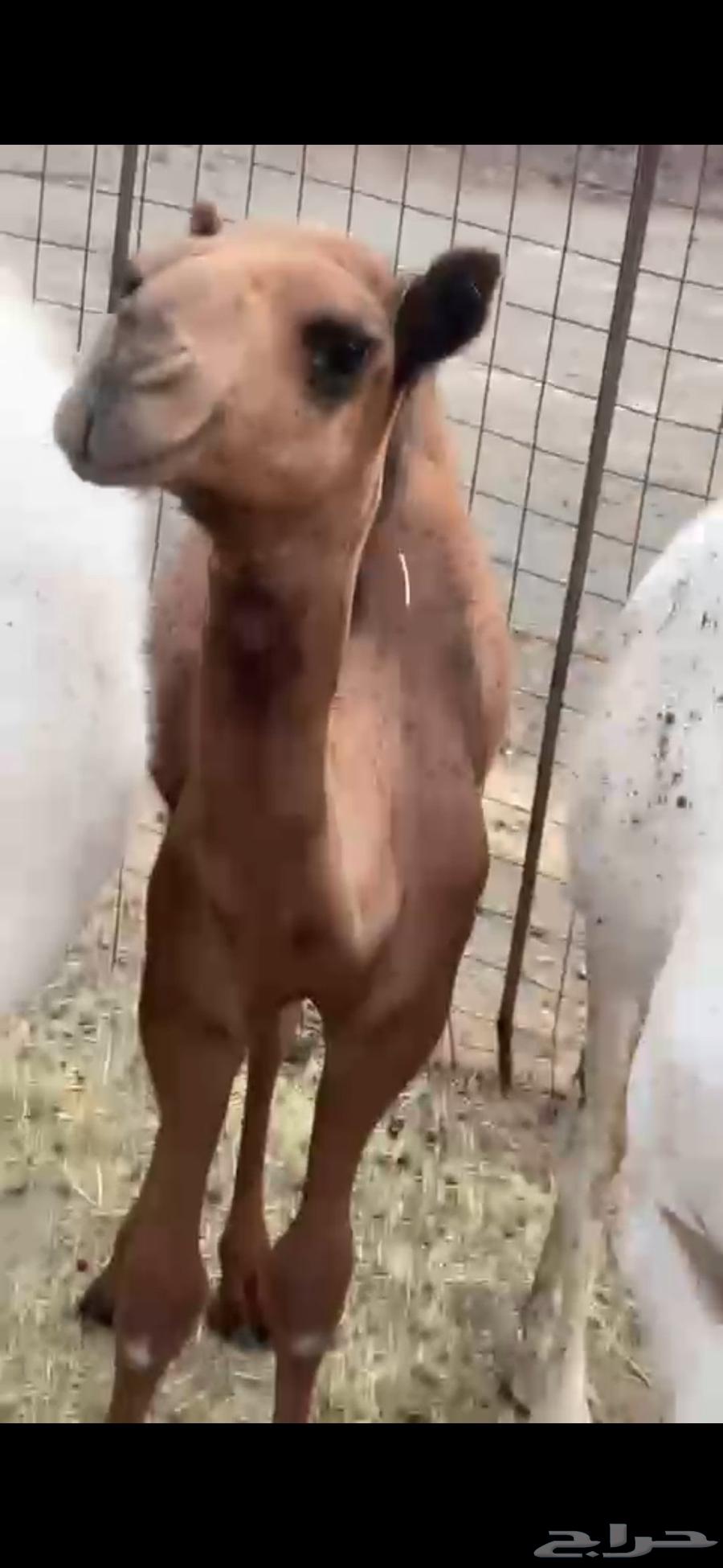 Milk-conditioned and calm aftermath64378266704515111