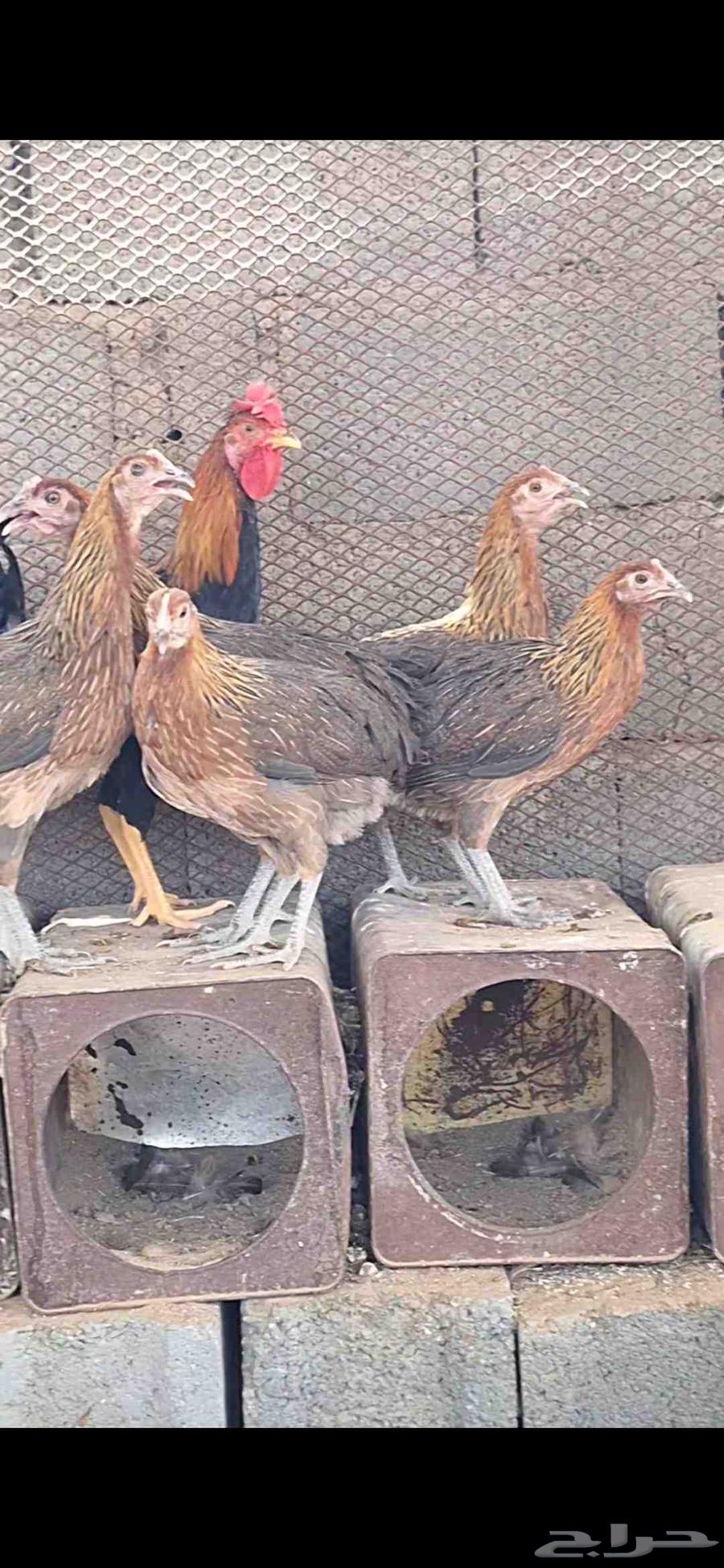 السلام عليكم ورحمة الله وبركاته دجاج عربي أصيل ترثه 4 ديا64383247867395110