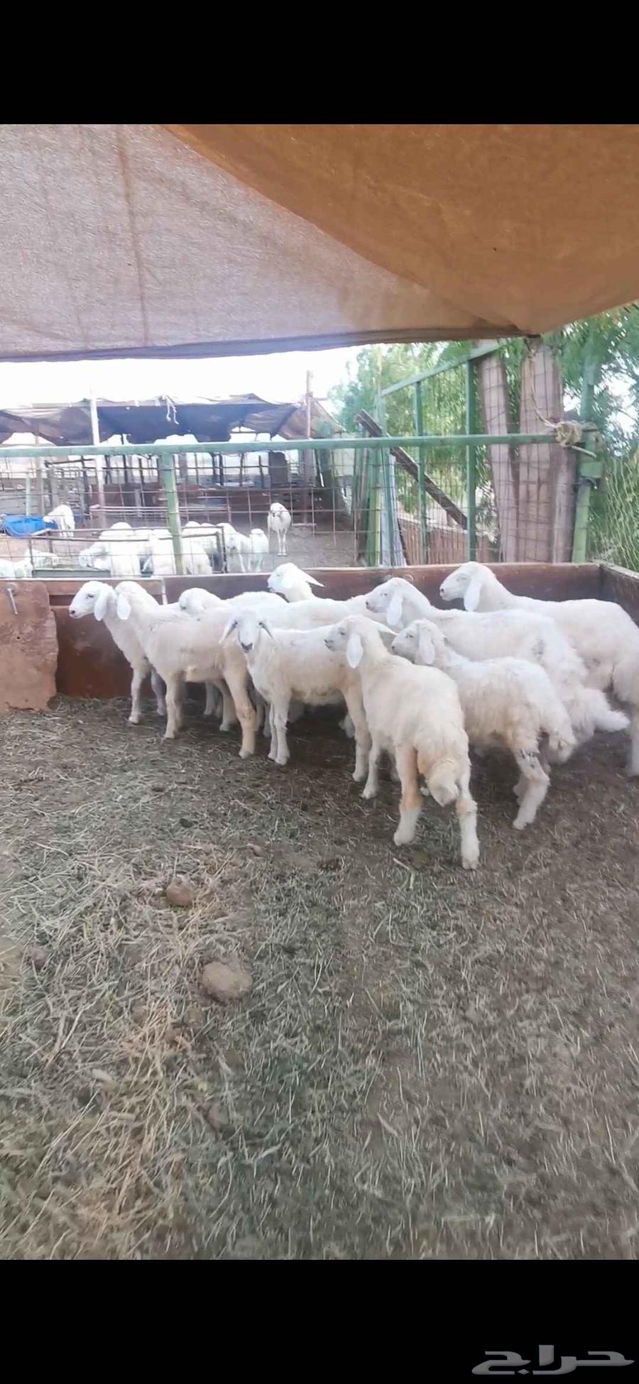 طليان ورخال للبيع64389086672385114