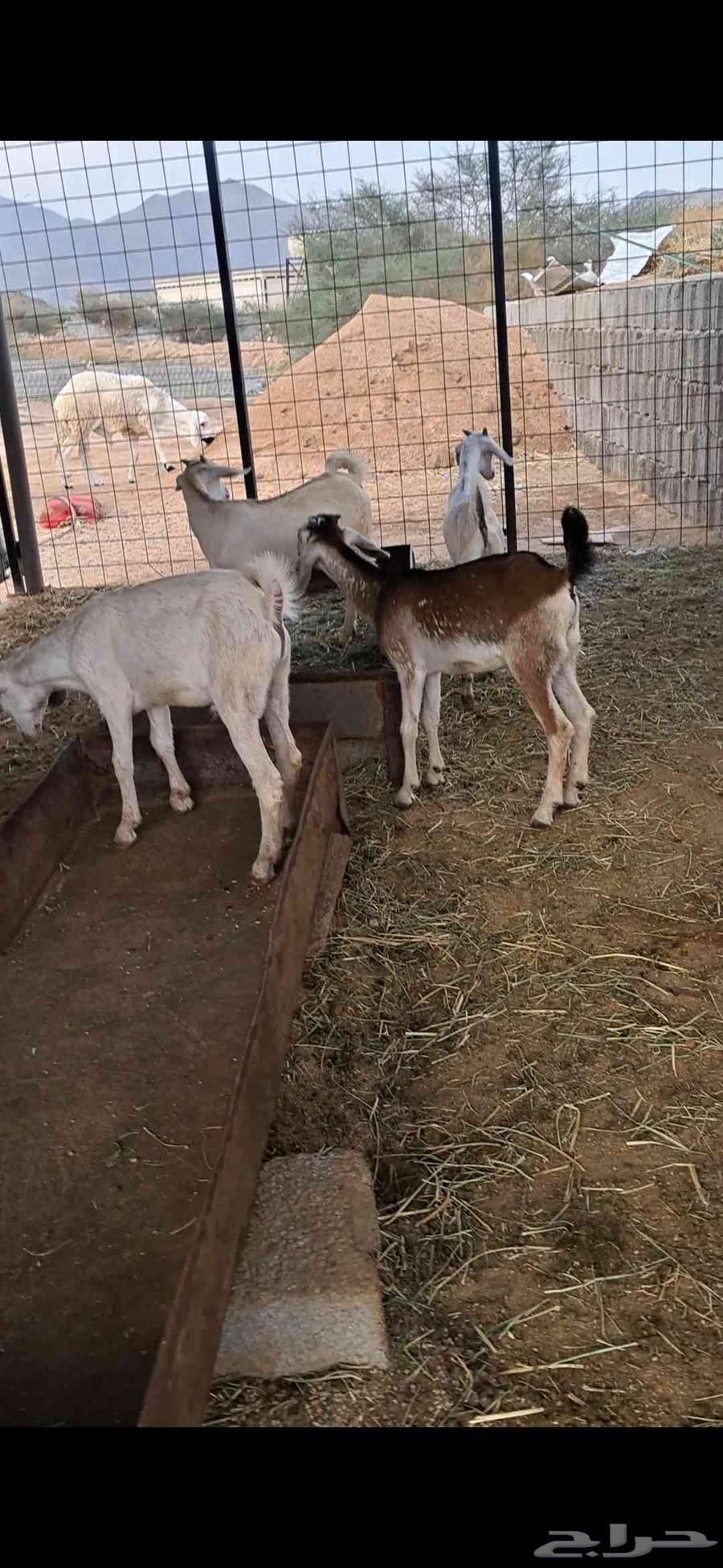 للبيع تيوس نضاف وشحم64385887175299110