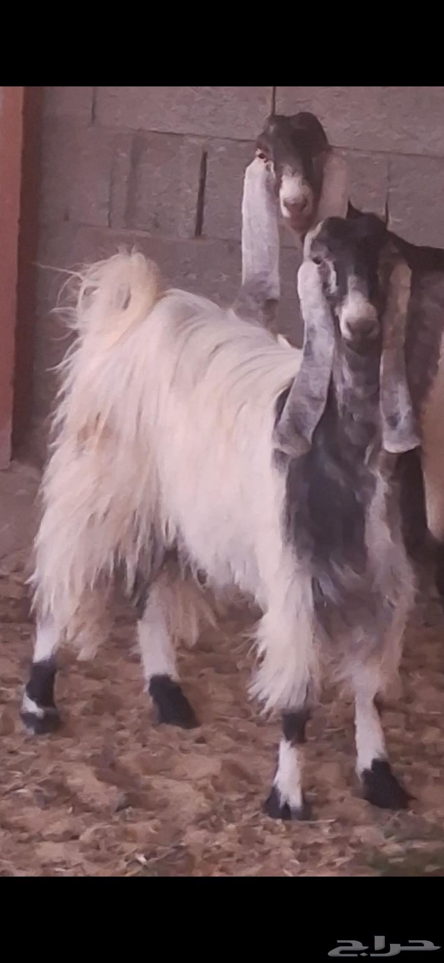 ماعز عدد 2 للبيع المشروكه حليب والثانيه مضرع64390207428097111