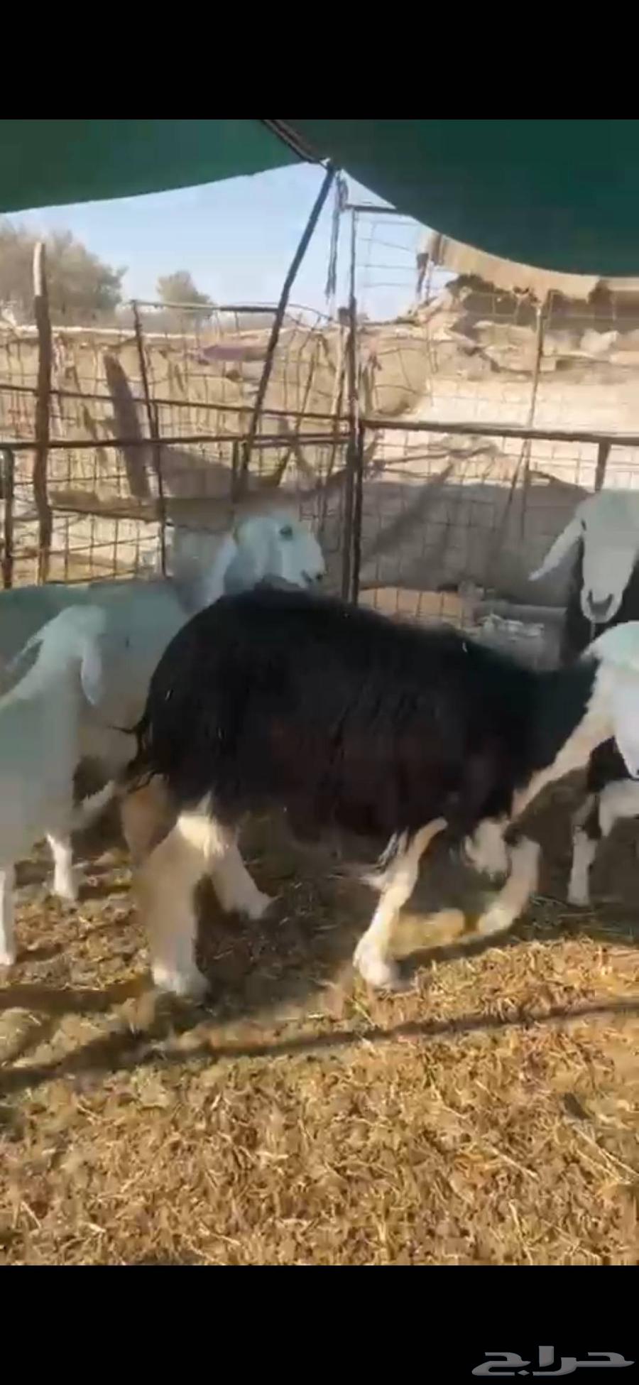 للبيع شياه 2 وعنز ولد معه خروف64388729604099112
