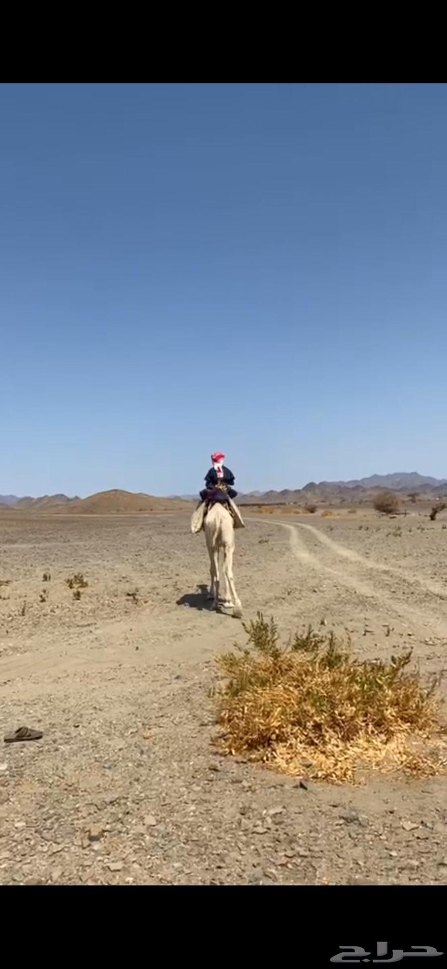 للبيع ركبي طابع للشدد64382637950978111