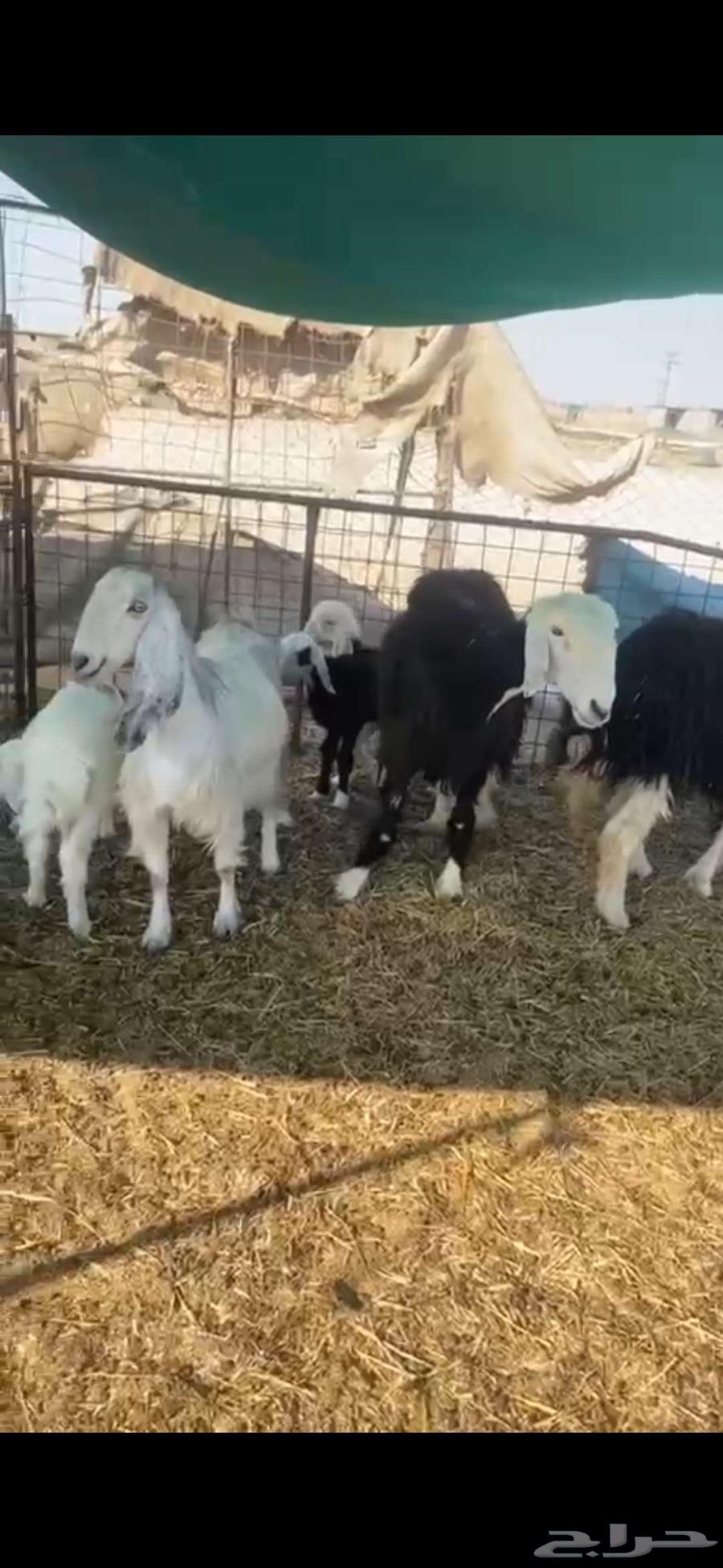 للبيع شياه 2 وعنز ولد معه خروف64388729604099110