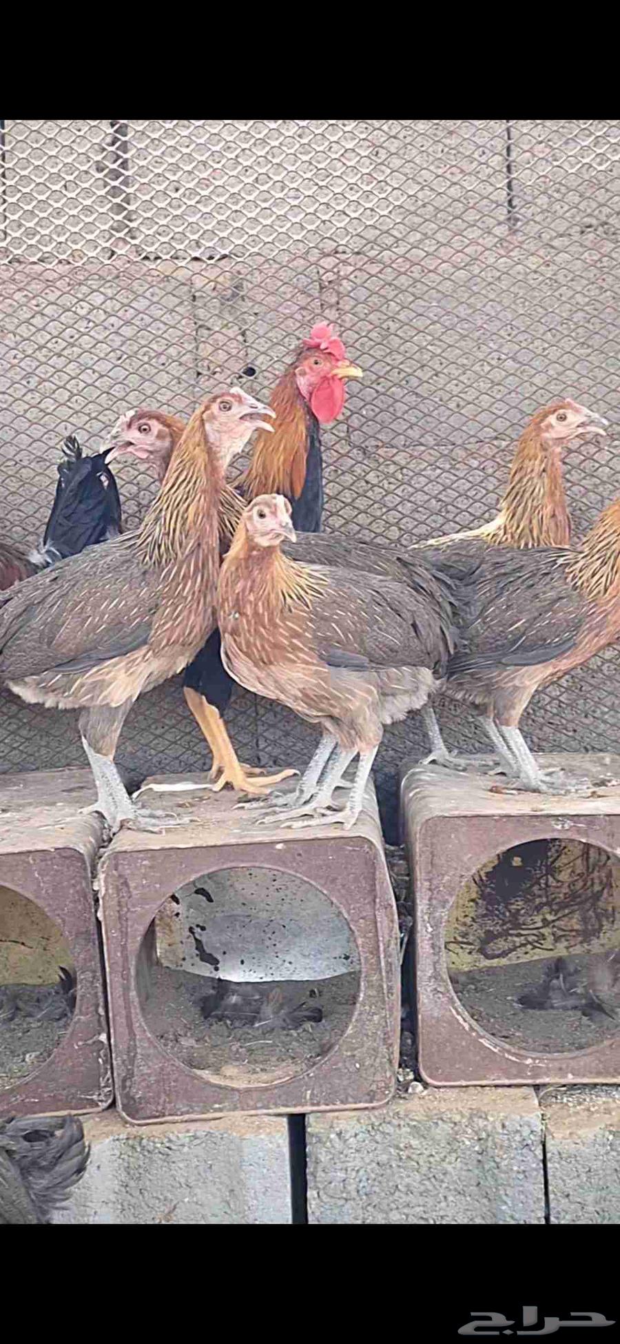 السلام عليكم ورحمة الله وبركاته دجاج عربي أصيل ترثه 4 ديا64383247867395111