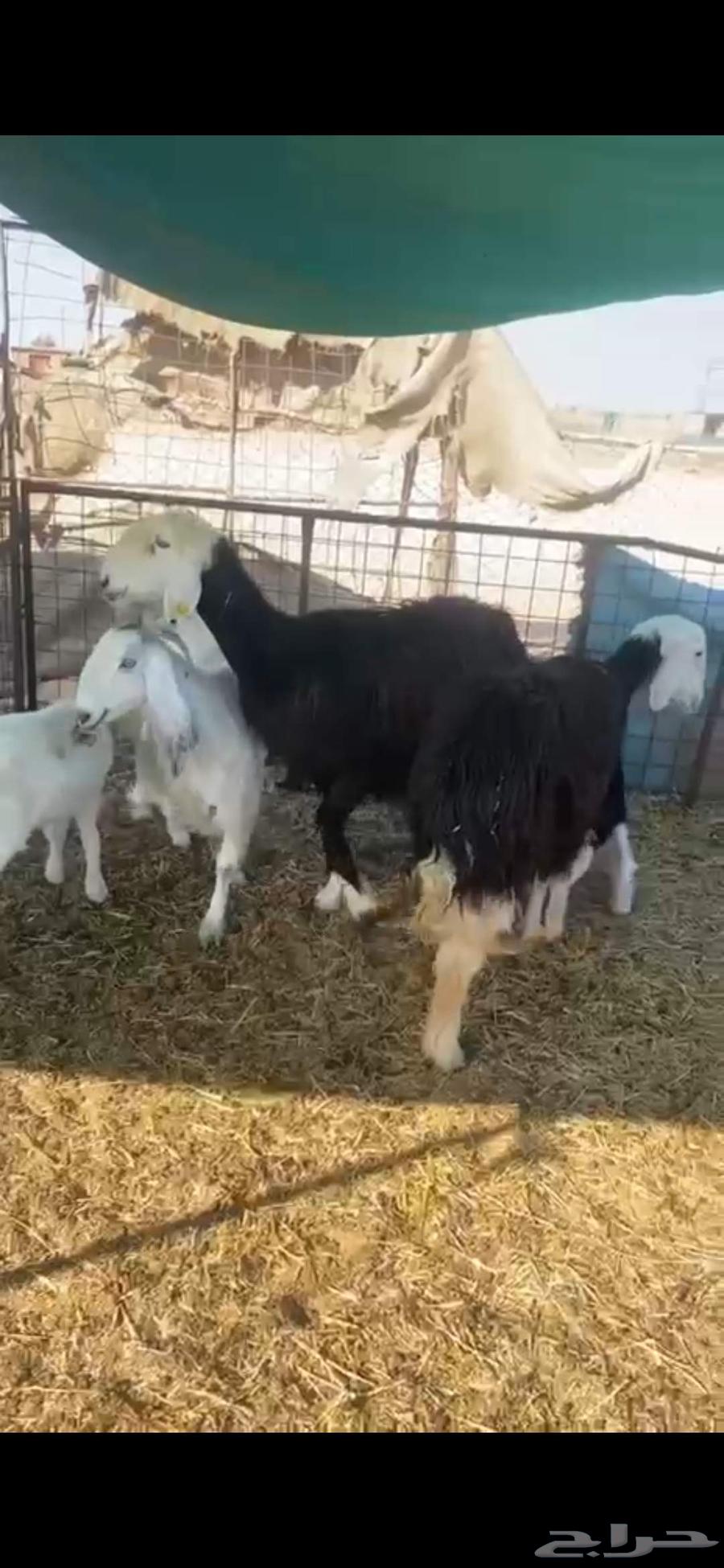 للبيع شياه 2 وعنز ولد معه خروف64388729604099111