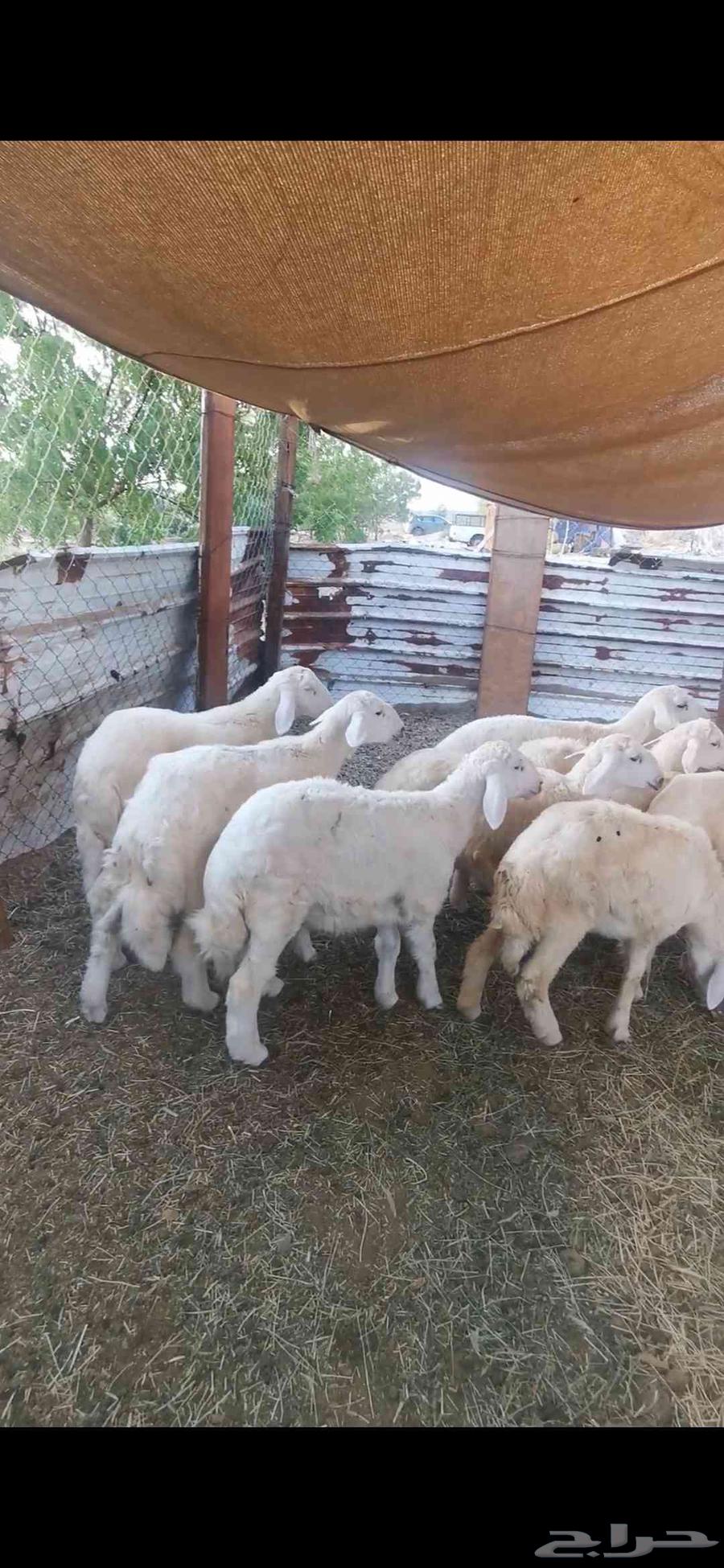 طليان ورخال للبيع64389086672385110