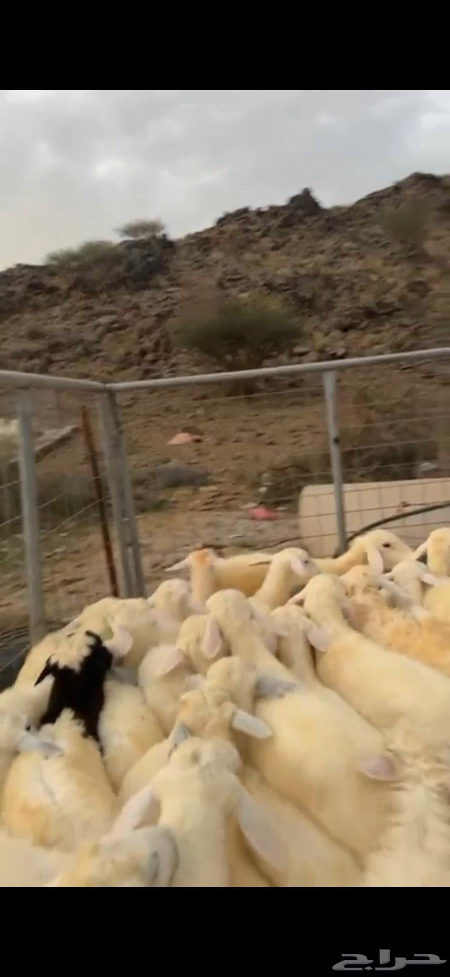 طليان ورخال للبيع64389474604802112