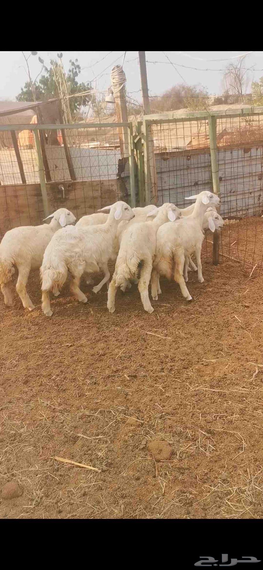 رخال للبيع64380276533635110