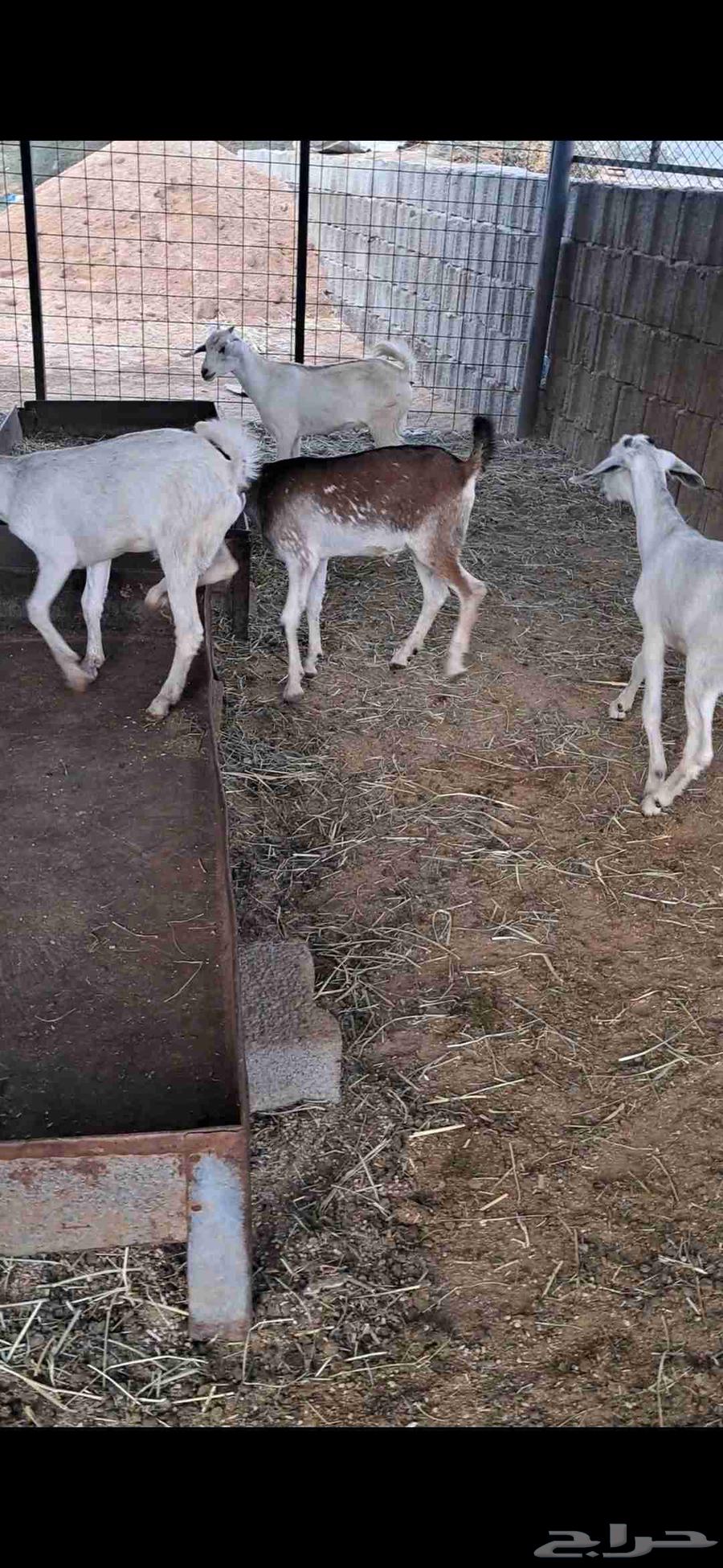 للبيع تيوس نضاف وشحم64385887175299113