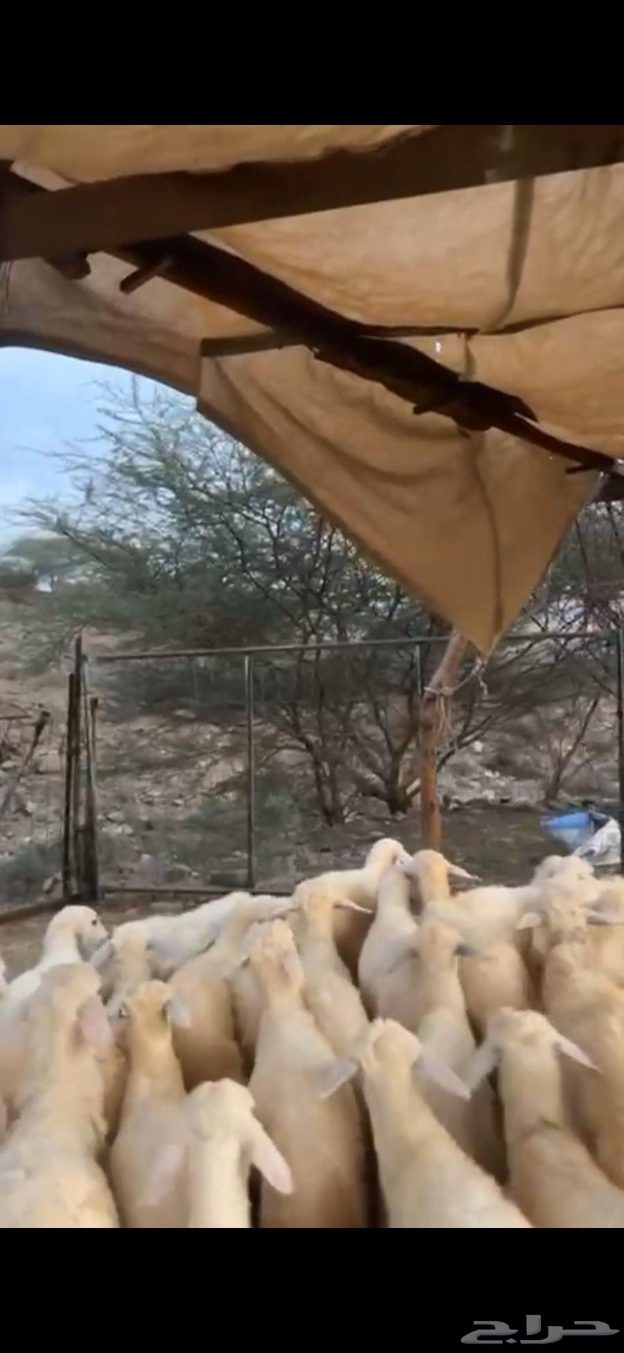 طليان ورخال للبيع64389474604802110