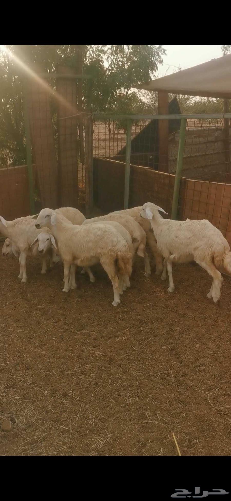 رخال للبيع64380276533635114