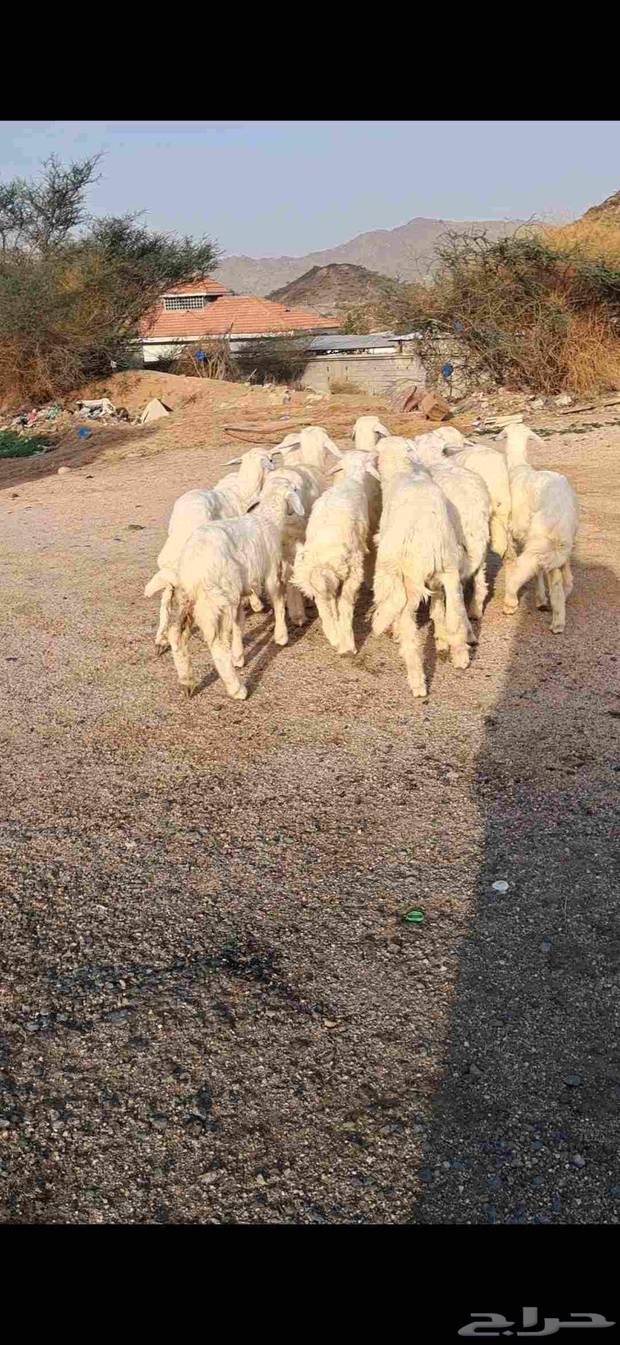 للبيع بهم تربيه نضيف وشحم64381287323139110
