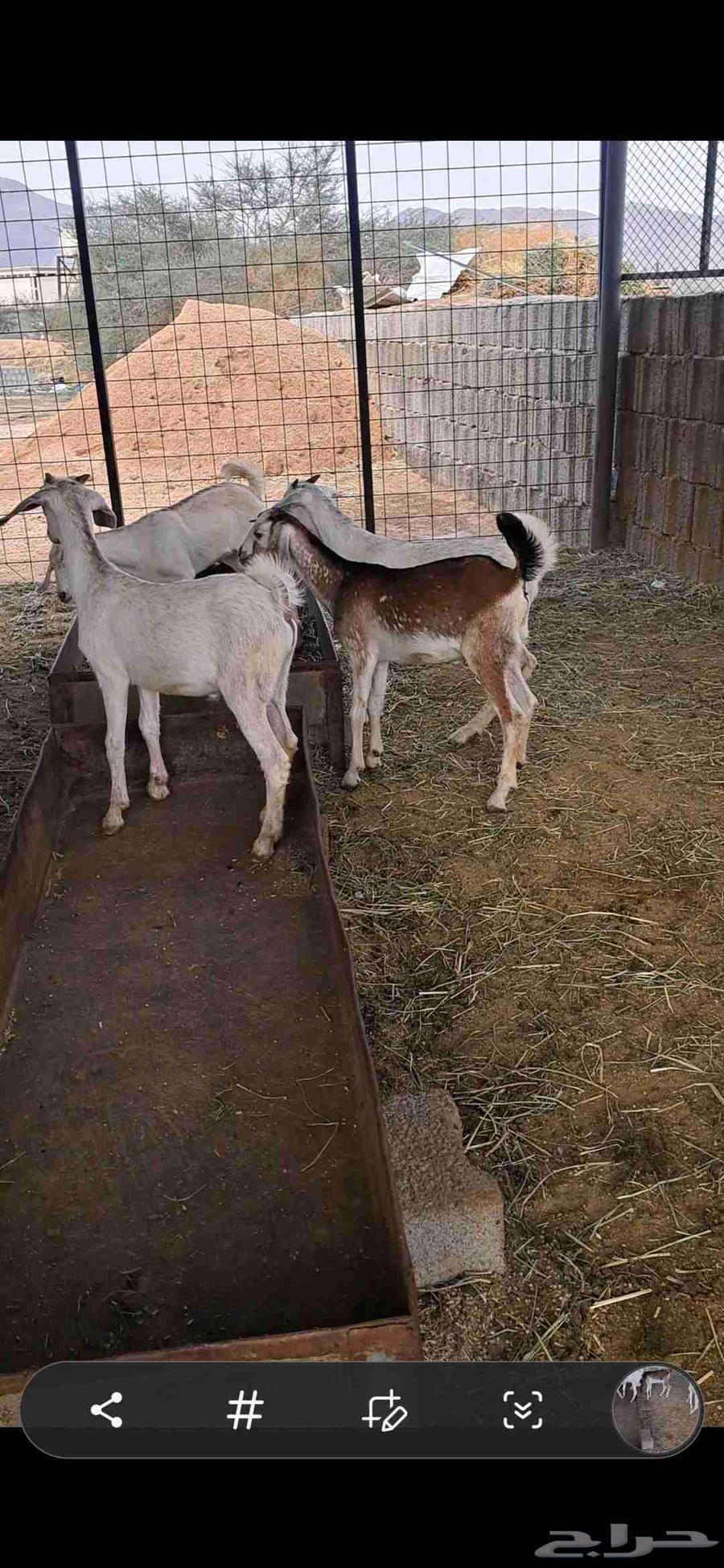 للبيع تيوس نضاف وشحم64385887175299112