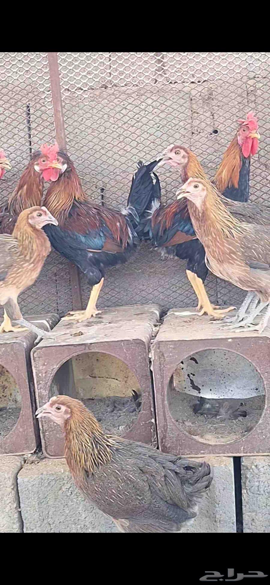 السلام عليكم ورحمة الله وبركاته دجاج عربي أصيل ترثه 4 ديا64383247867395112