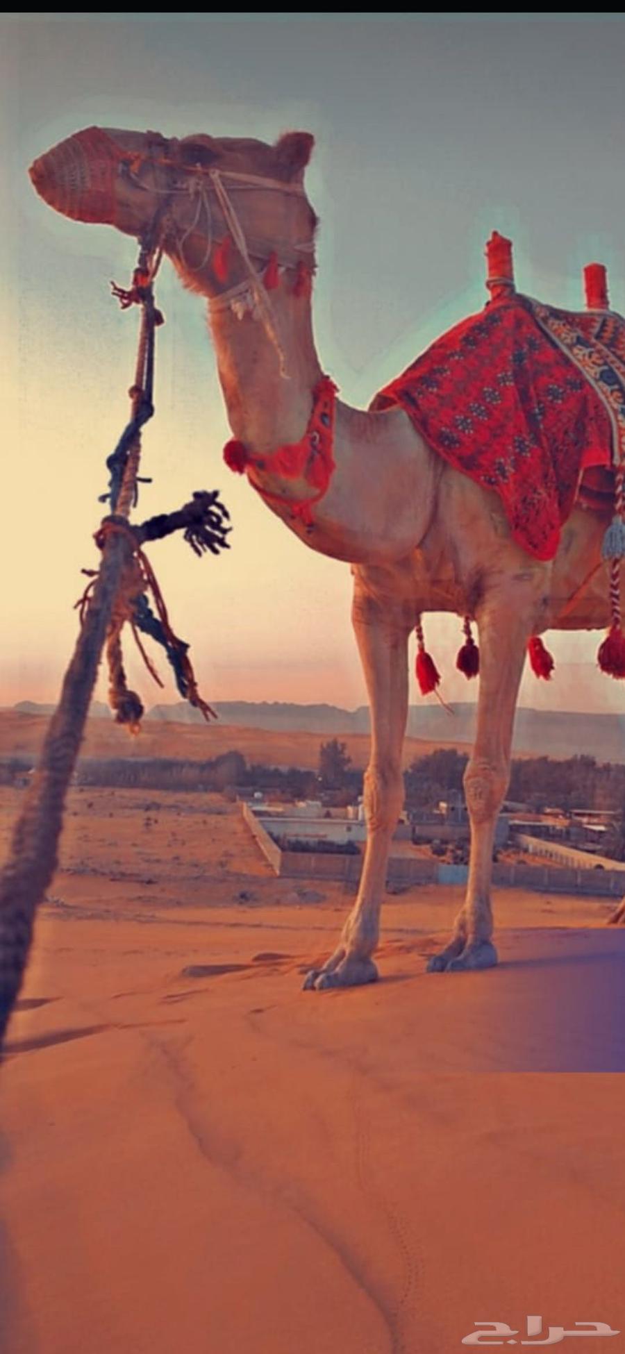 Rent camels, horses, and tanks today, this week64384217719554114
