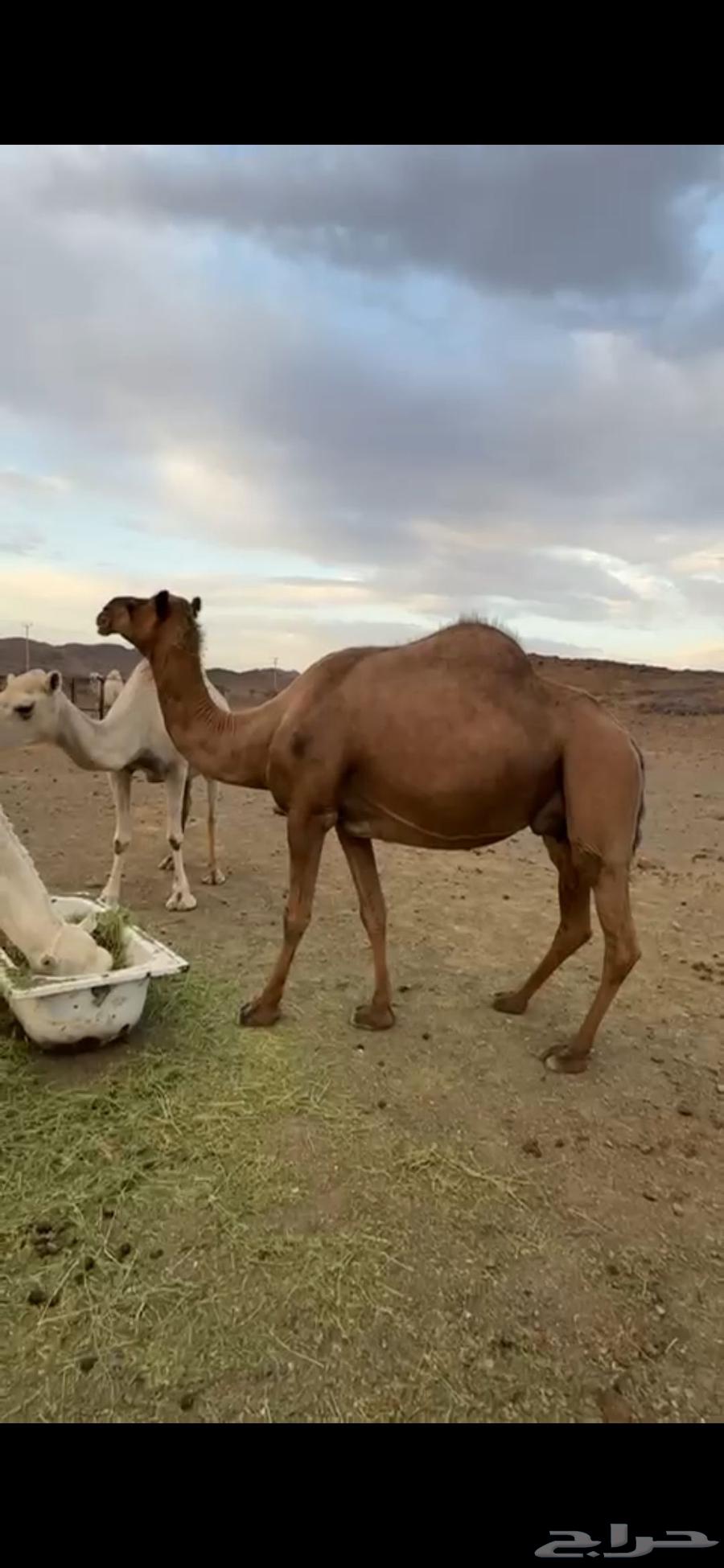 Milk-conditioned and calm aftermath64378266704515110