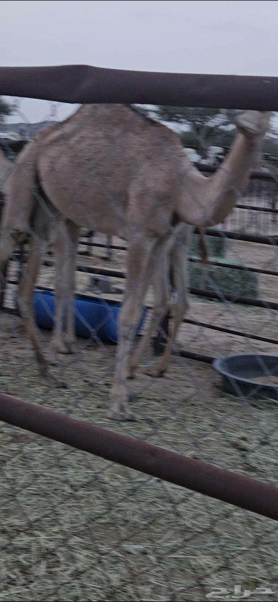 بكرتين لبانيات للبيع64384772647811113