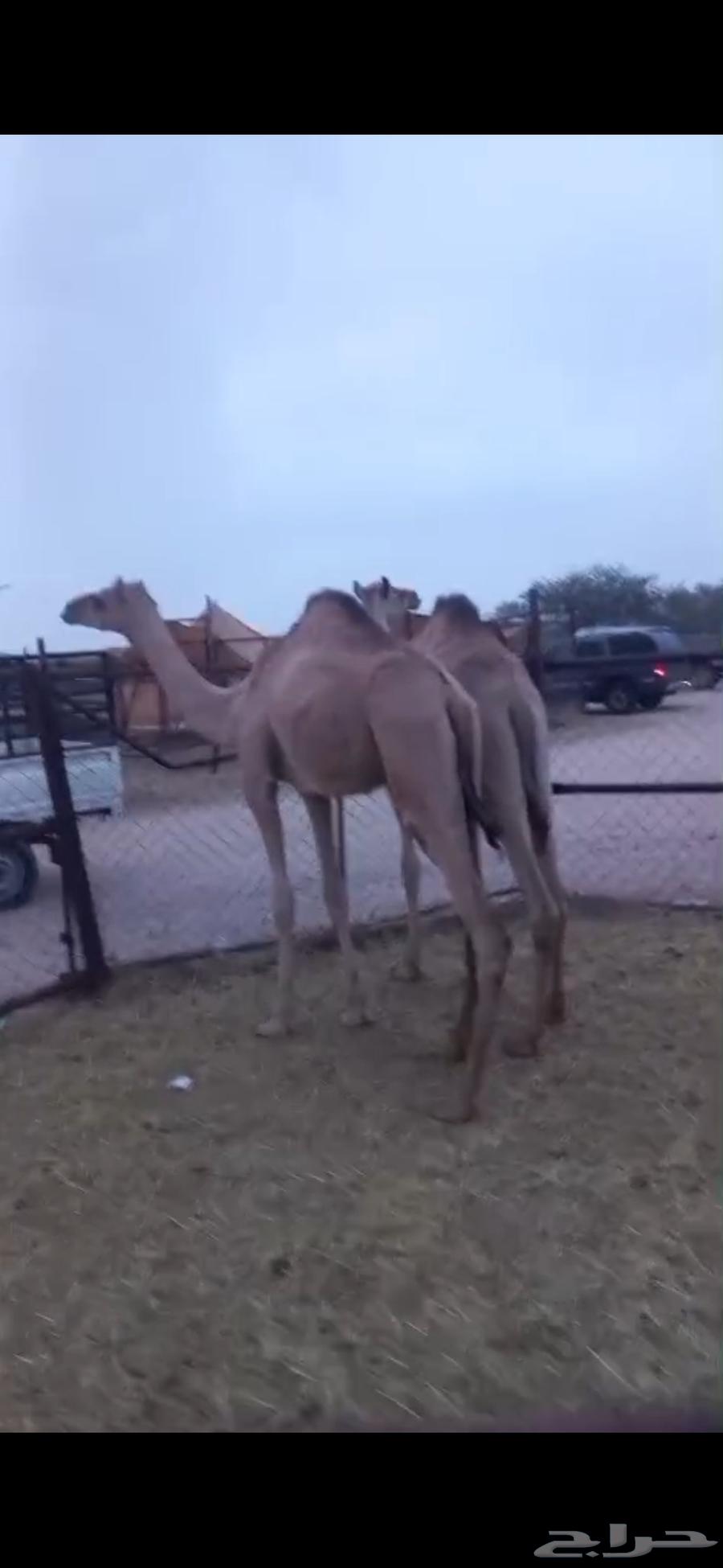 بكرتين لبانيات للبيع64384772647811112