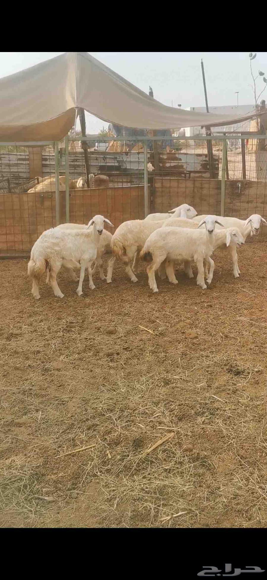 رخال للبيع64380276533635111