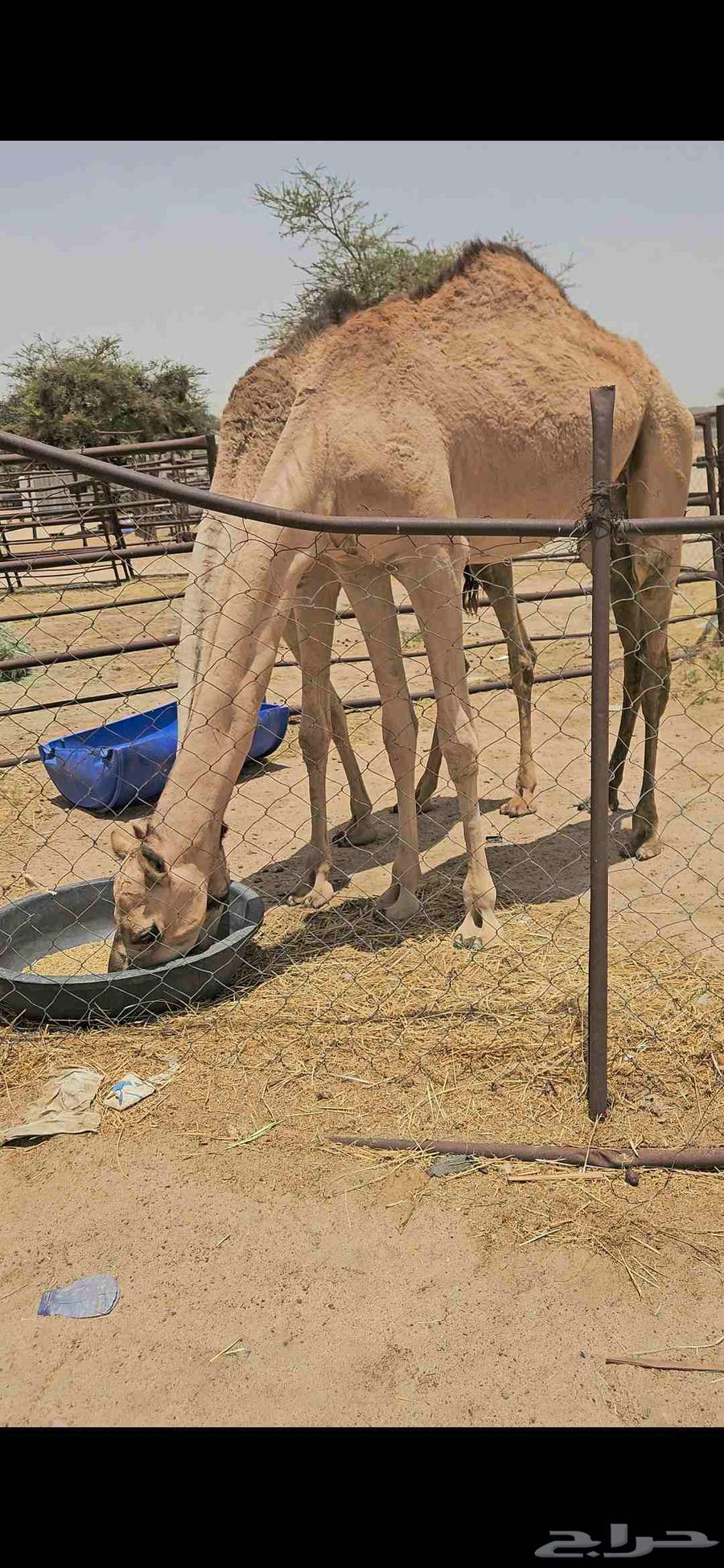 بكرتين لبانيات للبيع64384772647811110